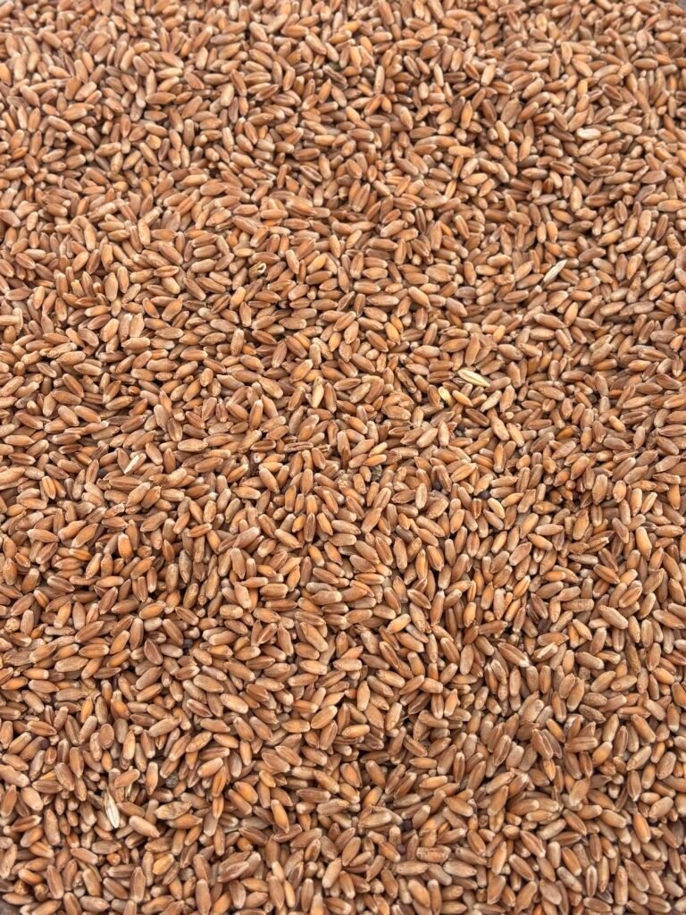 Red Wheat: A Traditional Grain with Everyday Strength