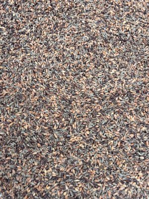 Kala Gehu Black Wheat grain – naturally dark whole wheat variety
