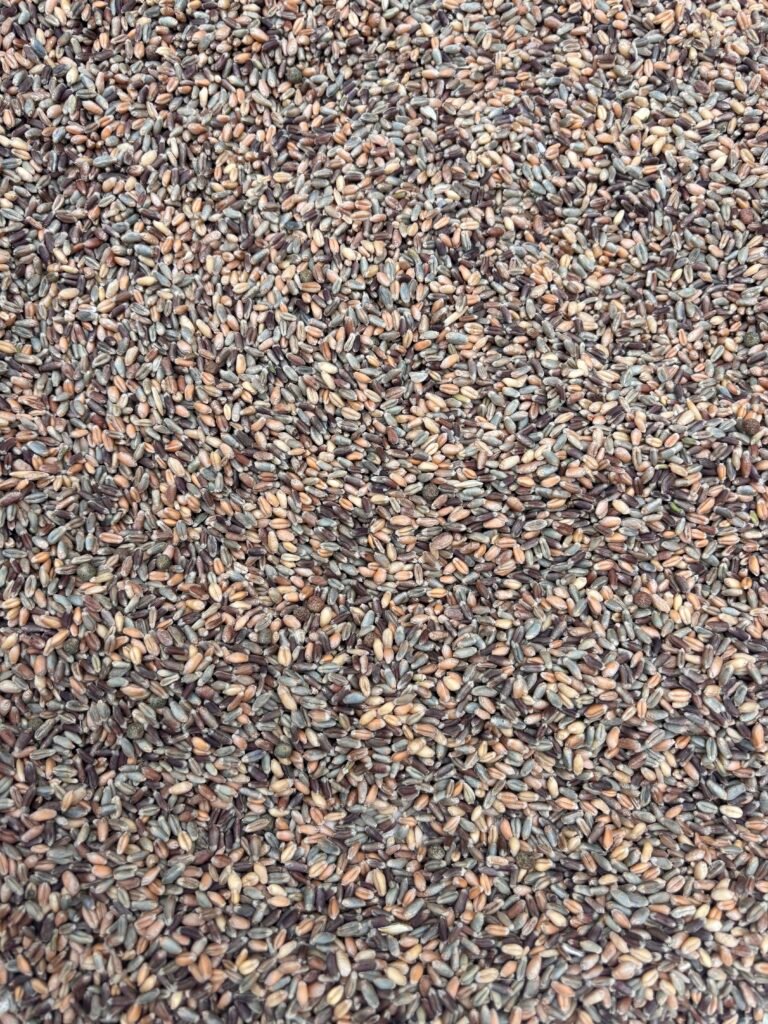 Black Wheat: The New “SUPER-GRAIN”