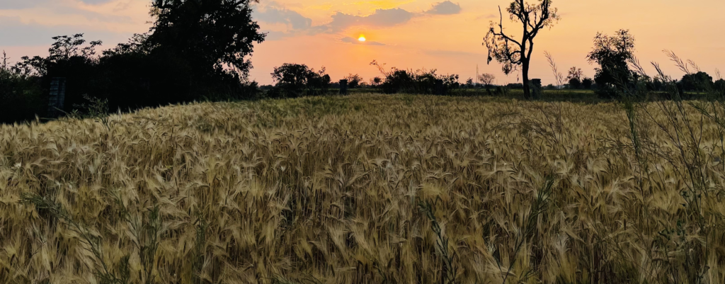 Bundelkhand’s Kathiya Gehu Gets India’s First GI Tag — A Win for Traditional Wheat & Farmers