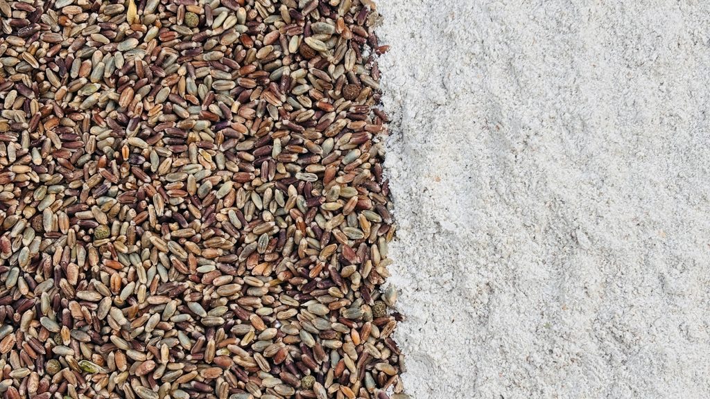 difference between black wheat and white wheat