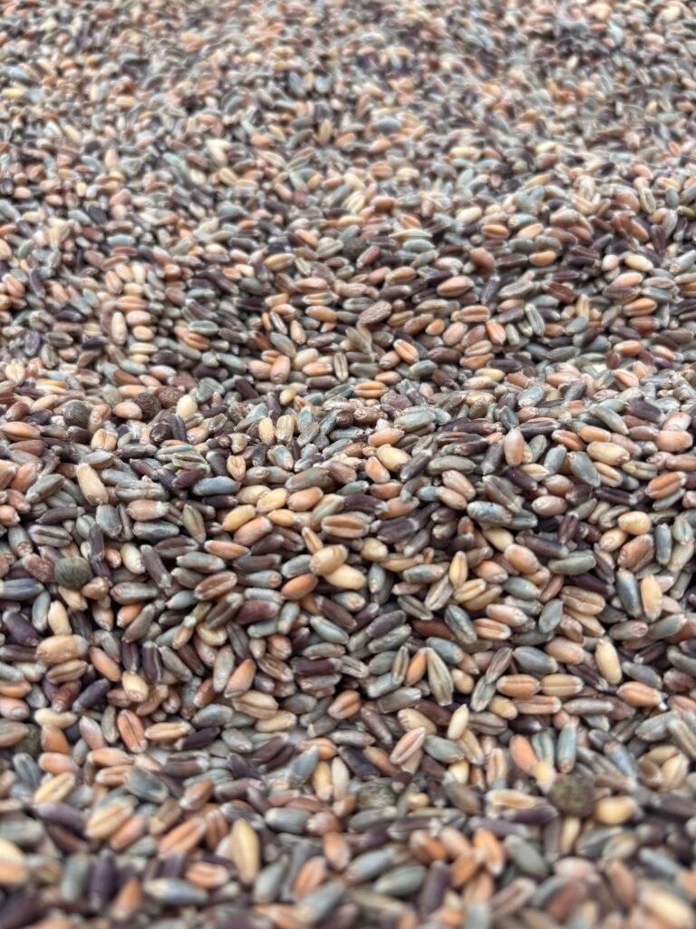 100% whole wheat Kala gehu rich in fiber and antioxidants 