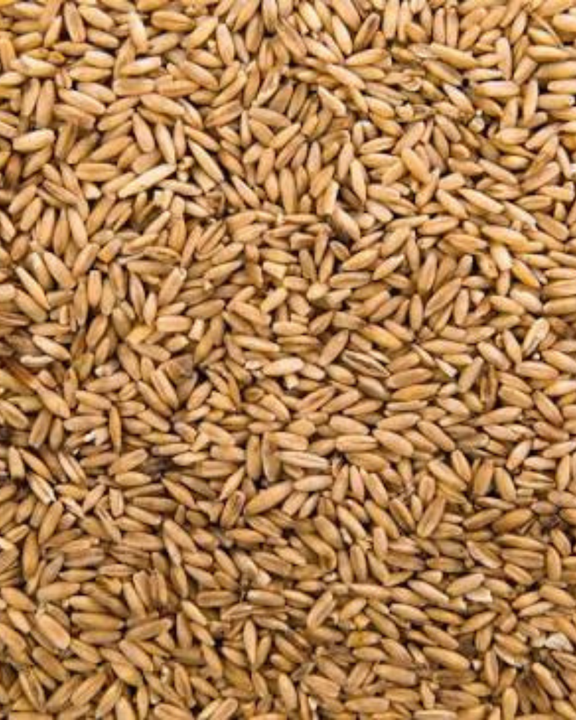Sonalika wheat grains among popular wheat varieties grown in India 