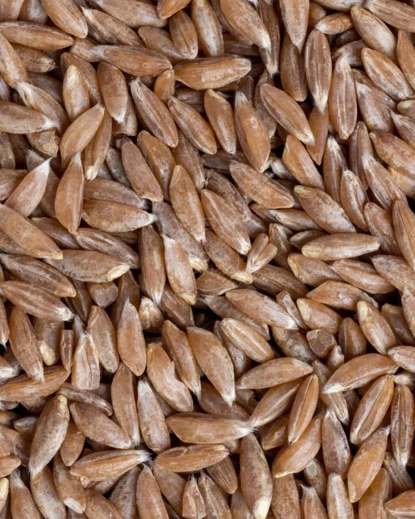 Khapli wheat, an Indian wheat variety among different types of wheat varities in India 
