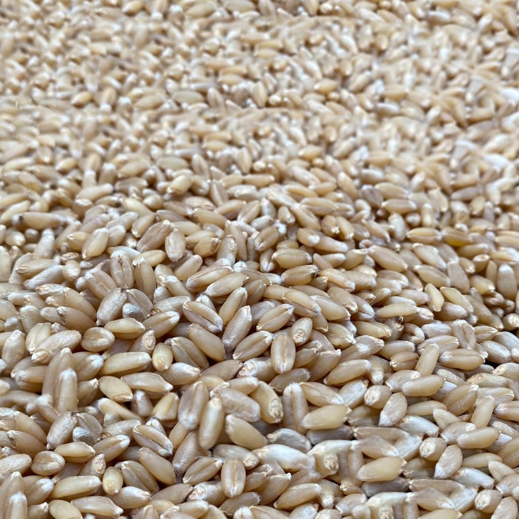wheat types in India