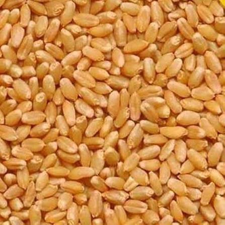 varieties of wheat